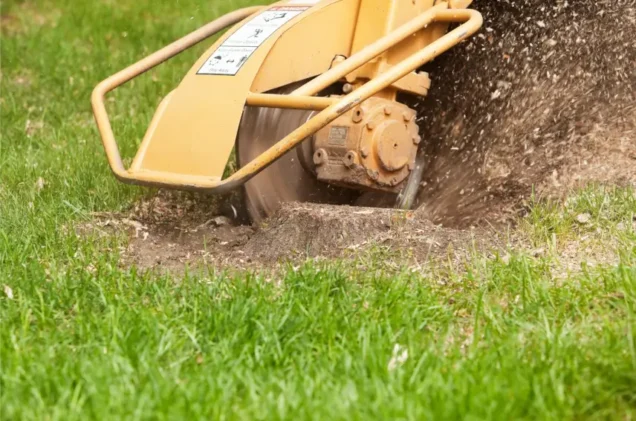 Storm Season Survival: How to Identify Hazardous Trees Before the Wind Hits