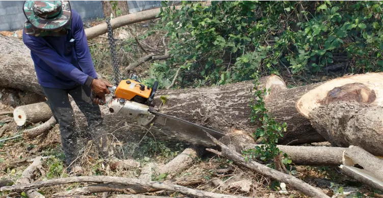 Tree Removal
