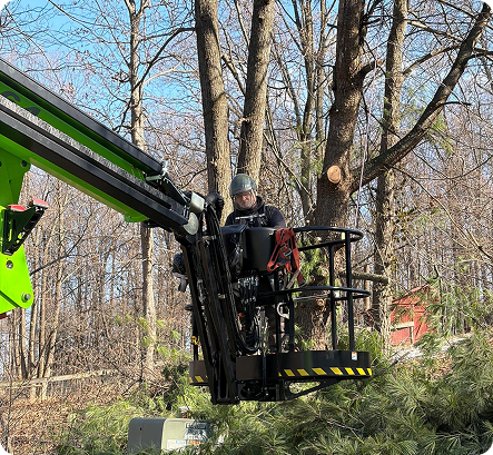 Tree service worker in crane lift